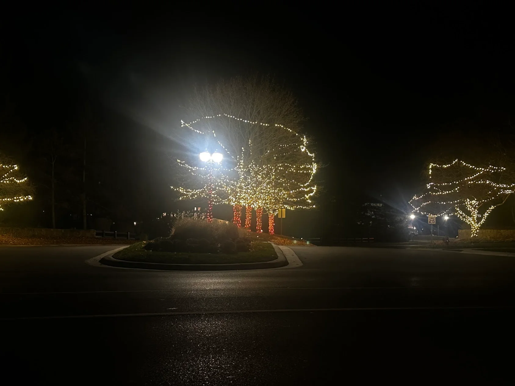 Nighttime view of illuminated trees with warm white string lights in circular landscape bed